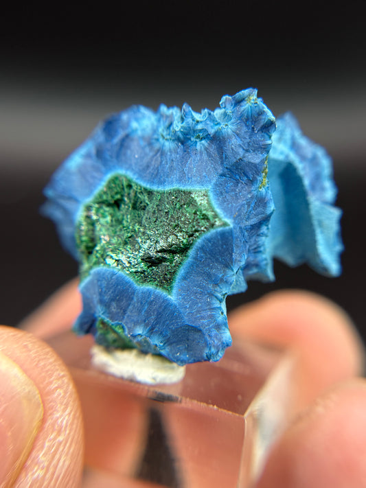 Shattuckite with Malachite, Kunene Region, Namibia